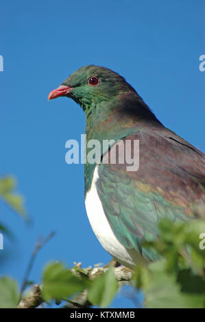 Portrait von Neuseeland Ringeltaube, (Keruru) Hemiphaga novaeseelandiae, Westland, Südinsel, Neuseeland Stockfoto