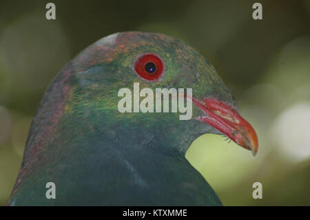 Portrait von Neuseeland Ringeltaube, Hemiphaga novaeseelandiae, Westland, Südinsel, Neuseeland Stockfoto