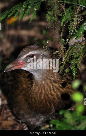 Portrait von Weka, gallicolumba Australis, Westland, Südinsel, Neuseeland Stockfoto