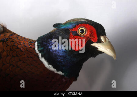 Alert gamebird, die männlichen Ring-necked Fasan Phasianus colchicus Stockfoto