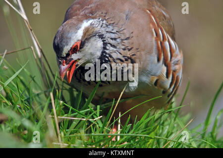 Red-legged Partridge Alectoris oder Rund um, rund um, suchen nach Nahrung, Neuseeland Stockfoto