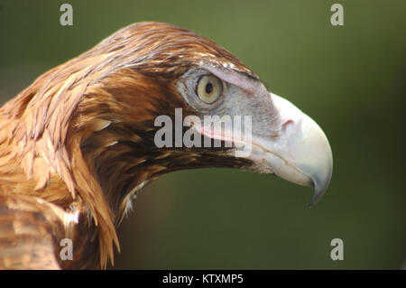 Portrait von unreifen Australische wedge-tailed eagle, Aquila Audax Stockfoto