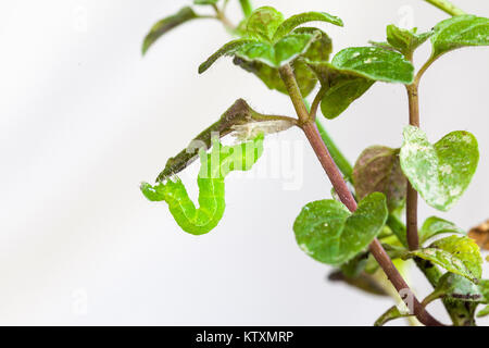 Grünkohl Looper, Trichoplusia ni, Fütterung auf die Blätter einer Topfpflanzen Minze Anlage. Lepidoptera, Noctuidae, mottenlarven Stockfoto