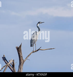 Ein Black-headed Heron, stehend auf einem toten Baum Stockfoto
