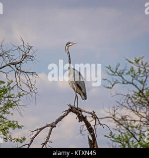Ein Black-headed Heron, stehend auf einem toten Baum Stockfoto