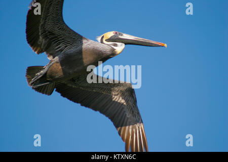 Brauner Pelikan fliegen Stockfoto