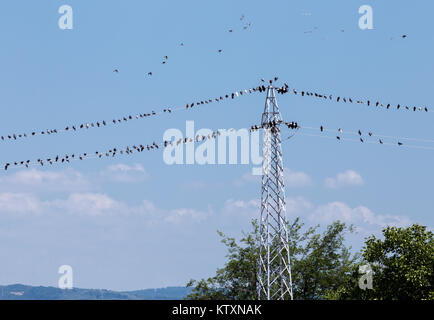 Viele Vögel auf Draht Stockfoto
