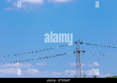 Viele Vögel auf Draht Stockfoto