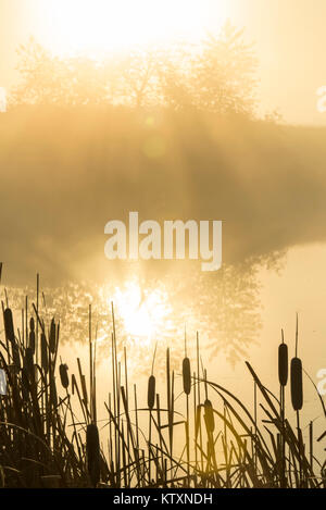 Bäume und goldenes Sonnenlicht reflektieren im Wasser von einem Teich mit Tules im Vordergrund. Stockfoto