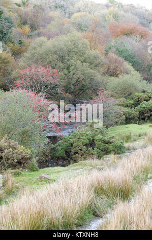 West Okement River Valley im Herbst Stockfoto