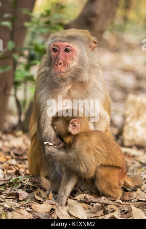 Der Rhesusfaktor Macaque Macaca Mulatta gehört zu den bekanntesten Arten von Altweltaffen.  Rhesus-Makaken bewohnen eine Vielzahl von Lebensräumen von gr Stockfoto