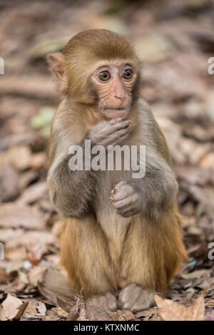 Der Rhesusfaktor Macaque Macaca Mulatta gehört zu den bekanntesten Arten von Altweltaffen.  Rhesus-Makaken bewohnen eine Vielzahl von Lebensräumen von gr Stockfoto