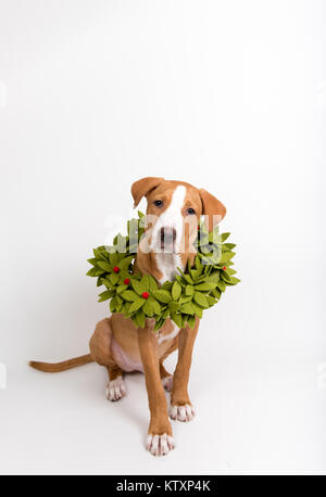 Fawn farbigen jungen Hund mit Weihnachten Kranz aus F Stockfoto