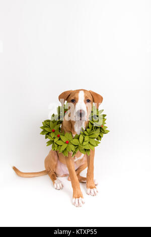 Fawn farbigen jungen Hund mit Weihnachten Kranz aus F Stockfoto