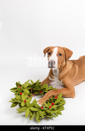 Fawn farbigen jungen Hund mit Weihnachten Kranz aus F Stockfoto