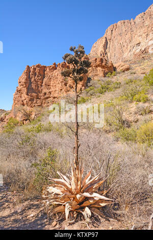 Jahrhundert Anlage nach der Blüte ist Geschehen im Big Bend National Park in Texas entlang der Windows Trail Stockfoto