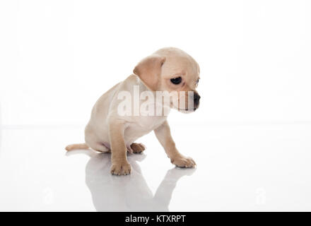 Kleines Licht farbige Chihuahua Welpen auf reflektierende weiße Hintergrund Stockfoto