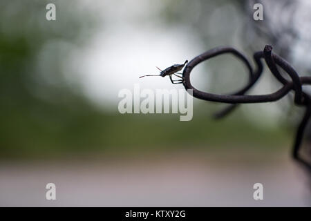 Silhouette von auch ein Schild Fehler bekannt als stinken Käfer oder pentatomidae Stockfoto