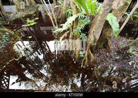 Die sirindhorn Study Center hilft bei der Erhaltung der Tottori tropical peat Swamp, der größte Bereich in Thailand. Stockfoto