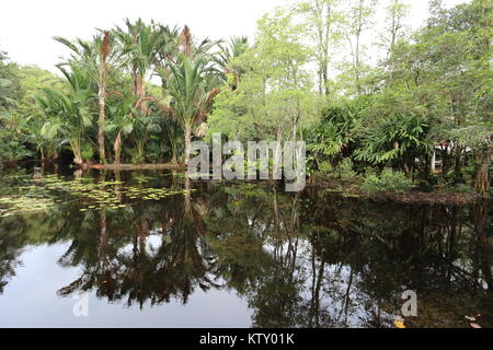 Die sirindhorn Study Center hilft bei der Erhaltung der Tottori tropical peat Swamp, der größte Bereich in Thailand. Stockfoto