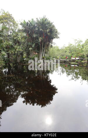 Die sirindhorn Study Center hilft bei der Erhaltung der Tottori tropical peat Swamp, der größte Bereich in Thailand. Stockfoto