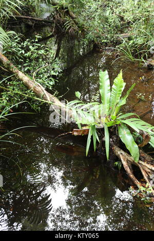 Die sirindhorn Study Center hilft bei der Erhaltung der Tottori tropical peat Swamp, der größte Bereich in Thailand. Stockfoto