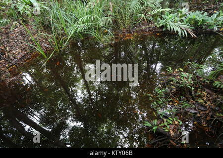 Die sirindhorn Study Center hilft bei der Erhaltung der Tottori tropical peat Swamp, der größte Bereich in Thailand. Stockfoto