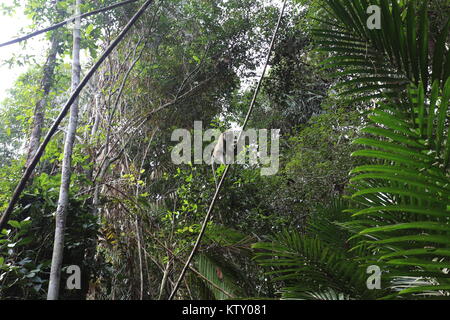 Die sirindhorn Study Center hilft bei der Erhaltung der Tottori tropical peat Swamp, der größte Bereich in Thailand. Stockfoto