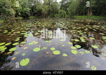 Die sirindhorn Study Center hilft bei der Erhaltung der Tottori tropical peat Swamp, der größte Bereich in Thailand. Stockfoto