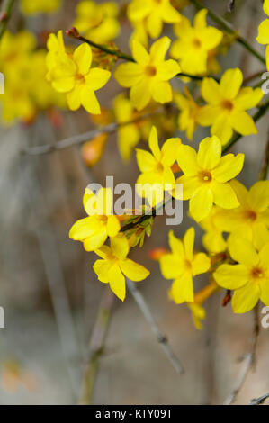 Winter Jasmin oder Jasminum nudiflorum sommergrüne Strauch blüht mit gelben Blumen im Frühling Stockfoto