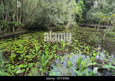 Die sirindhorn Study Center hilft bei der Erhaltung der Tottori tropical peat Swamp, der größte Bereich in Thailand. Stockfoto