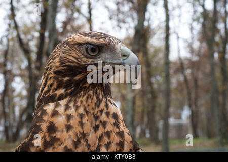 Junge Schwarze-chested Buzzard-Eagle, Geranoaetus melanoleucus, Accipitridae Stockfoto