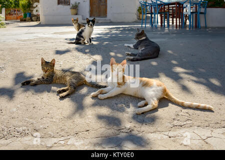 Einige Katzen ruhen in den Schatten eines Baumes in einem kleinen Dorf auf der griechischen Insel Rhodos, Europa Stockfoto