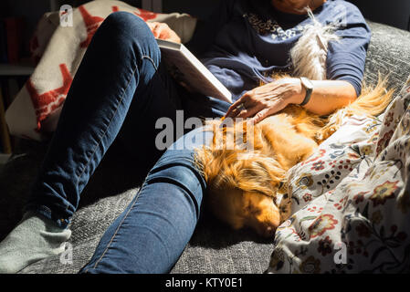 Lesen rothaarige Frau und spaniel Mischling Hund liegen bequem auf dem Sofa vor dem Bücherregal im Wohnzimmer im Licht einer Lampe Stockfoto