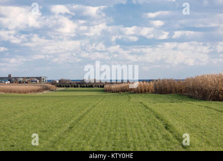 Rotwild in ein grünes Feld Einsteigen in ein Maisfeld in East Hampton, New York Stockfoto