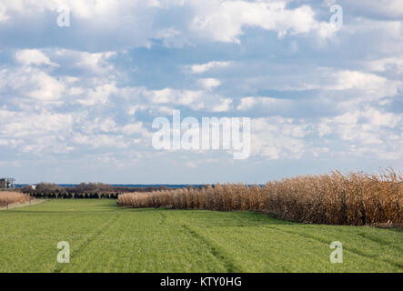 Rotwild in ein grünes Feld Einsteigen in ein Maisfeld in East Hampton, New York Stockfoto
