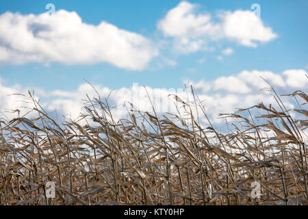 Detail Ansicht ein Maisfeld mit einem brillant blue sky Stockfoto