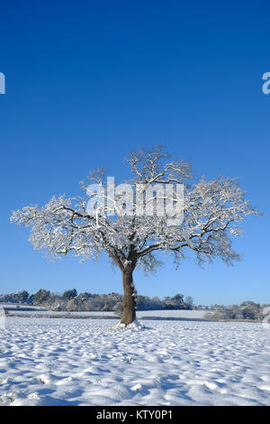 Winter Baum im Schnee Stockfoto