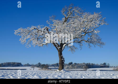 Winter Baum im Schnee Stockfoto