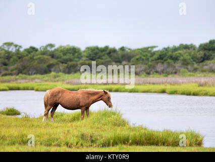 Ein wildes Pony, Pferd, Assateague Island, Maryland, USA. Diese Tiere sind auch bekannt als Assateague Pferd oder Chincoteague Ponys. Stockfoto