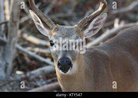 Ein Key Deer streift durch die Key Deer National Wildlife Refuge nach Hurrikan Irma September 21, 2017 in Big Pine Key, Florida. Stockfoto