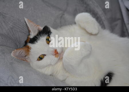 Süße Katze, faul auf der Couch. Schildpatt-weiße Katze. Lapjeskat. Stockfoto