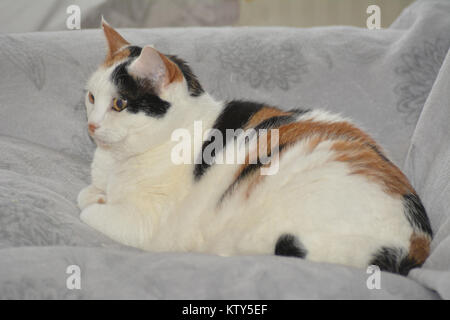 Süße Katze, faul auf der Couch. Schildpatt-weiße Katze. Lapjeskat. Stockfoto