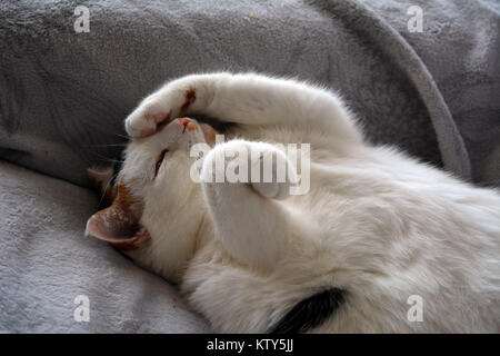 Süße Katze, faul auf der Couch. Schildpatt-weiße Katze. Lapjeskat. Stockfoto