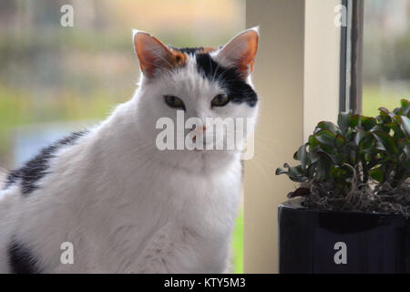 Süße Katze, faul auf der Couch. Schildpatt-weiße Katze. Lapjeskat. Stockfoto