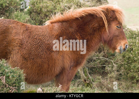 Dartmoor Ponys am Schwarzen Tor Dartmoor Stockfoto