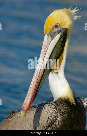 Brown pelican Portrait Stockfoto