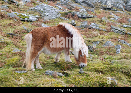 Dartmoor Ponys am Schwarzen Tor Dartmoor Stockfoto