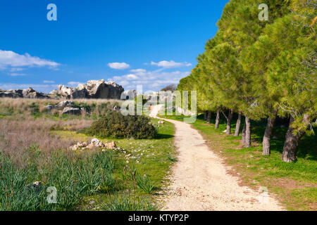 Pinien durch die Straße, die zu den Gräbern der Könige, das archäologische Museum in Paphos Stadt in Zypern Stockfoto