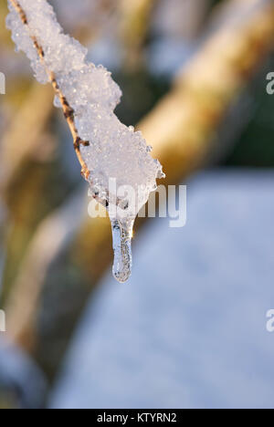 Bilder von Eis und Schnee im Winter um Issaquah im Staat Washington, USA Stockfoto